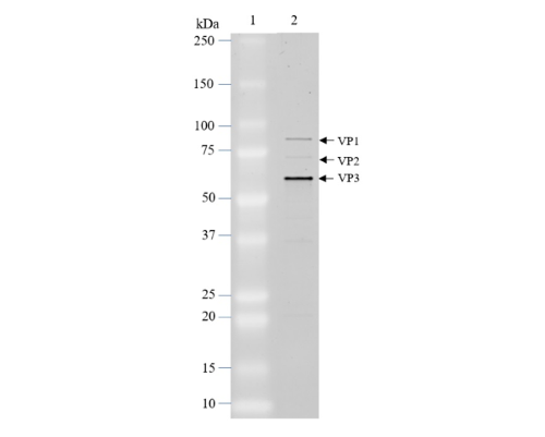 AAV6 Luciferase