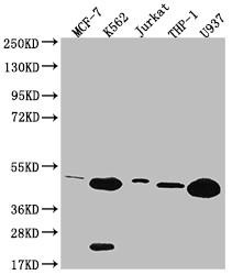 Anti-HMBS Recombinant Monoclonal, clone 8G12