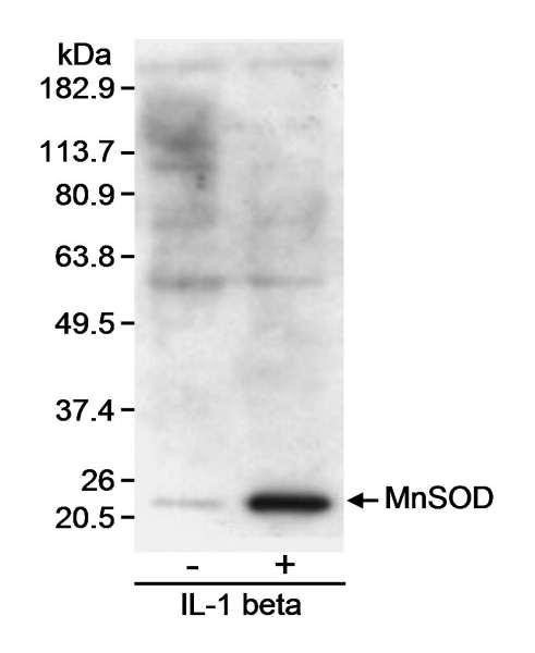 Anti-MnSOD