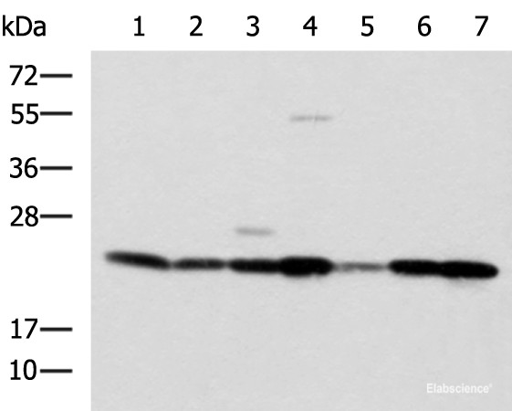 Anti-ATP5O