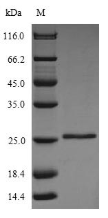 Glycolipid transfer protein (GLTP), bovine, recombinant