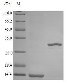 Interleukin-5 protein (IL5) (Active), Rhesus Macaque, recombinant