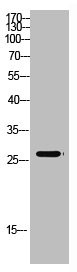 Anti-MBL2