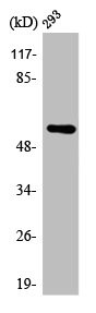 Anti-ATP5A1