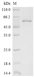 Cysteine protease ATG4B (Atg4b), mouse, recombinant