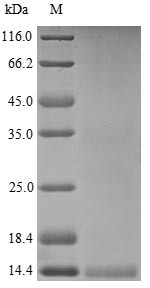 Neutrophil defensin 3 (DEFA3), human, recombinant