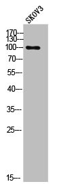 Anti-Phospho-EEF2 (T56)