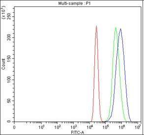 Anti-INTS12 / Integrator complex subunit 12
