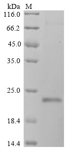 Gastrokine-1 (GKN1), human, recombinant