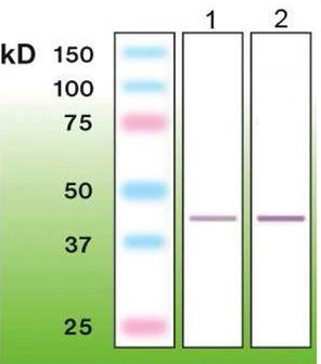 Anti-TTF-1, clone A22-A