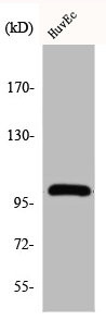 Anti-CNTROB