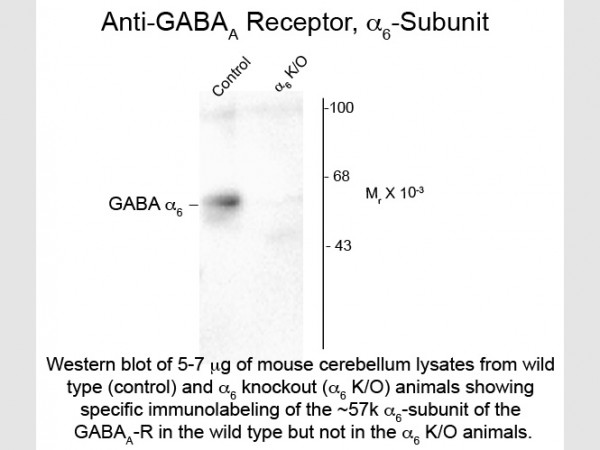 Anti-GABA(A) Receptor alpha 6