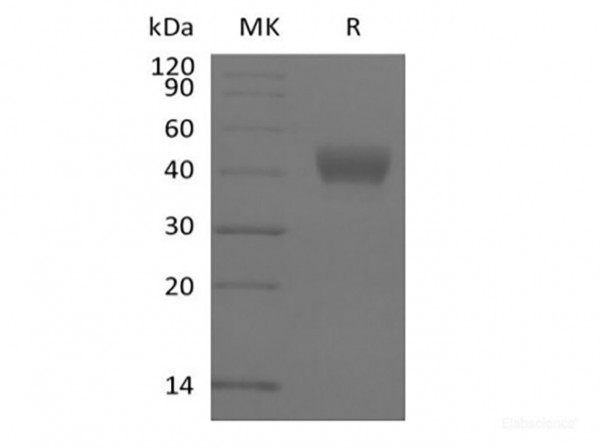 ADP-ribosyl Cyclase/cyclic ADP-ribose Hydrolase 1/CD38 (N-6His-Avi) Biotinylated (recombinant human)