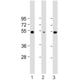 Anti-RBCK1 (UBCE7IP3), clone 1839CT718.19.54
