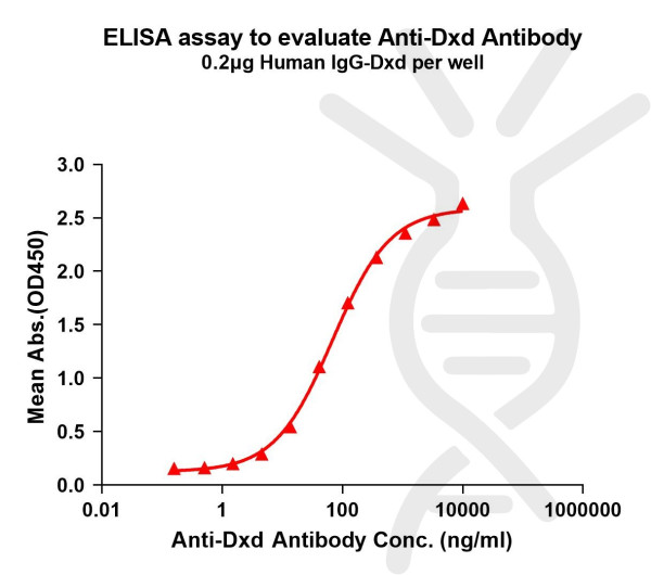 Anti-Dxd antibody(1E6), Rabbit mAb