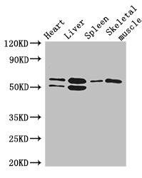 Anti-SLC15A3