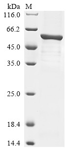 Cis-aconitate decarboxylase (Acod1), mouse, recombinant