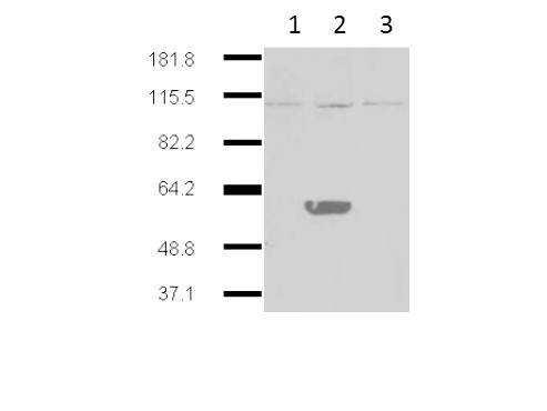Anti-IDO2, clone 1HC