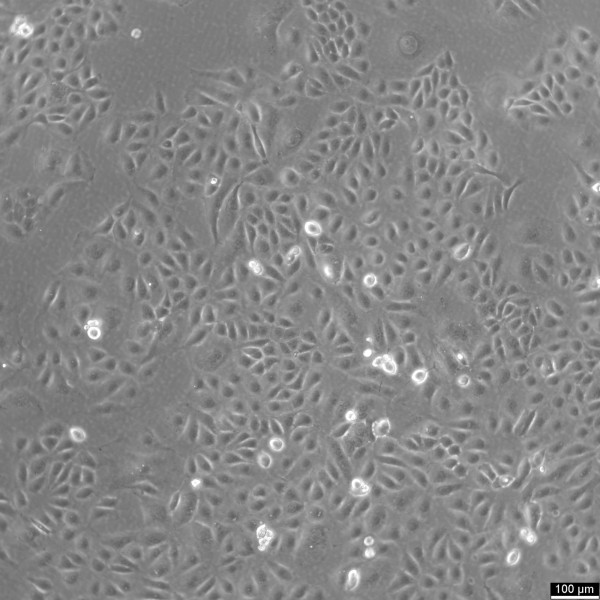 U2OS-CRISPR-SNAPf-Nup358/RanBP2 Cells
