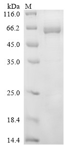 Protein disulfide-isomerase A2 (Pdia2), mouse, recombinant