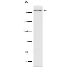 Anti-TG / Thyroglobulin, clone AFEI-20