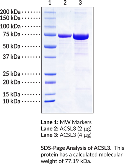 ACSL3 (human, recombinant, aa 45-720)