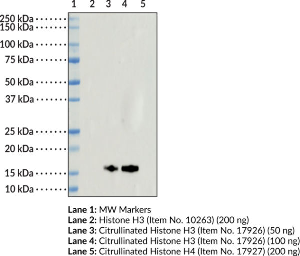 Anti-Histone H3 (Citrullinated R2 + R8 + R17) (Clone 11D3) - HRP Conjugated