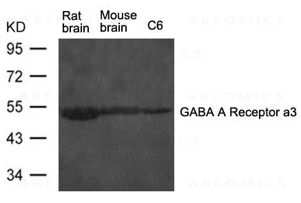 Anti-GABA A Receptor a 3