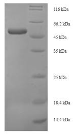 Protein Wnt-4 (WNT4), human, recombinant