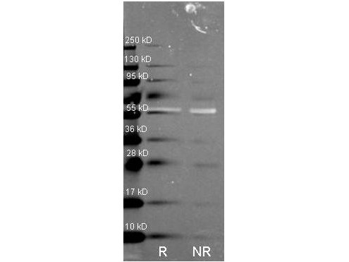 Anti-CATALASE (Bovine Liver), Peroxidase Conjugated