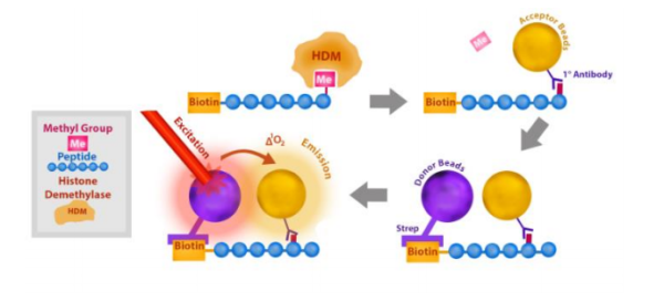 FBXL10 (KDM2B) Homogeneous Assay Kit