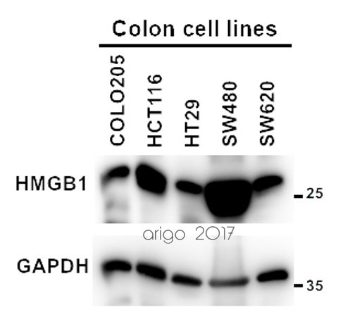 Anti-HMGB1, clone 1F3
