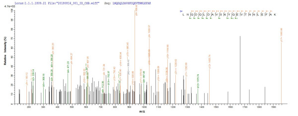 Caprin-1 (CAPRIN1), human, recombinant