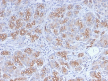Anti-Golgi, clone GLG1/2829R