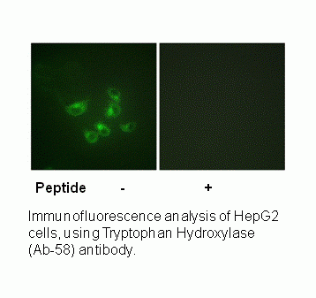 Anti-Tryptophan Hydroxylase (Ab-58)