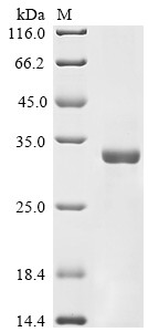 Nuclease P1, Penicillium citrinum, recombinant