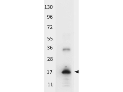 Anti-Interleukin-33 (IL-33), Peroxidase conjugated