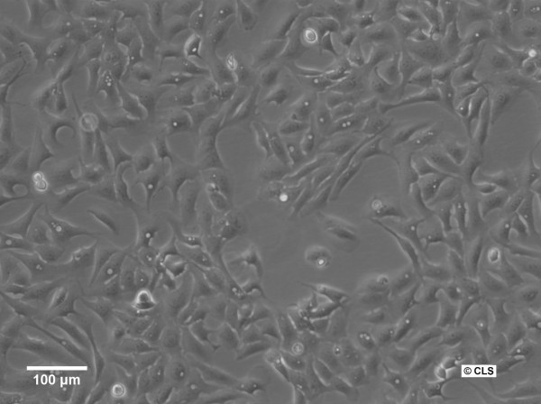 U2OS-CRISPR-NUP96-Halo Cells