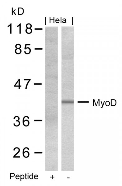 Anti-MyoD