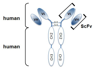 Anti-Myosin IIA (non-muscle) (heavy chain), rec. clone SF9 (ATTO 488)