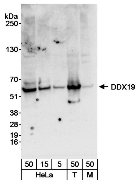 Anti-DDX19