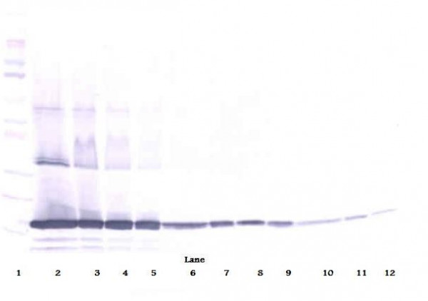 Anti-TNF alpha (Biotin)