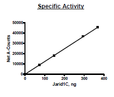 JARID1C(KDM5C), human recombinant protein, N-terminal FLAG-tag