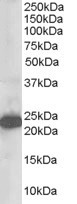 Anti-STMN2 / SCG10, N-terminal