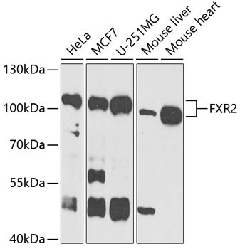 Anti-FXR2