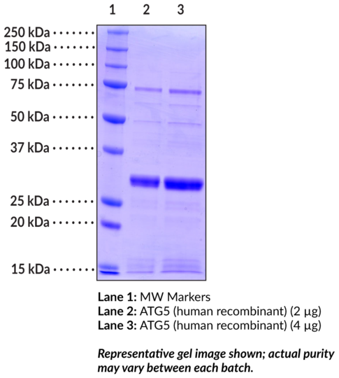 ATG5 (human recombinant)