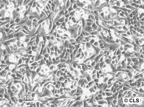 KHOS-NP Cells