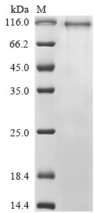 Protocadherin-19 (PCDH19), partial, human, recombinant
