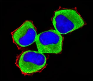 Anti-MAP3K13, clone 810CT26.6.1.1