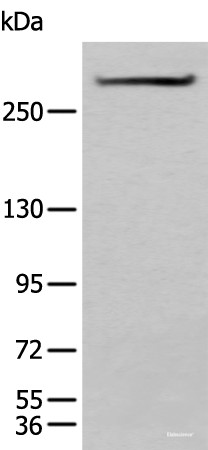 Anti-SPTA1